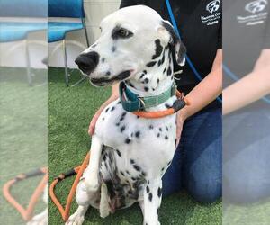 Dalmatian Dogs for adoption in Chandler, AZ, USA