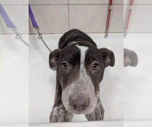 American Pit Bull Terrier-Pointer Mix Dogs for adoption in Castle Rock, CO, USA