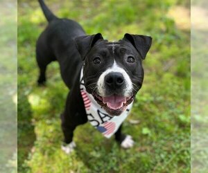 American Pit Bull Terrier Dogs for adoption in Westminster, MA, USA