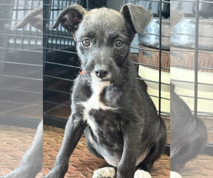 Mutt Dogs for adoption in Jefferson, NJ, USA