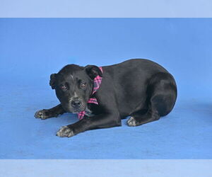 Lab-Pointer Dogs for adoption in Pasadena, CA, USA
