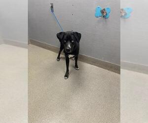 Labrador Retriever-Unknown Mix Dogs for adoption in Las Vegas, NV, USA