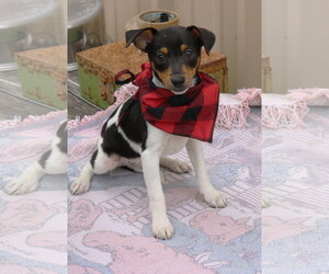 Medium Photo #3 Rat Terrier Puppy For Sale in Bandera, TX, USA