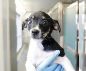 Mutt Dogs for adoption in San Antonio, TX, USA