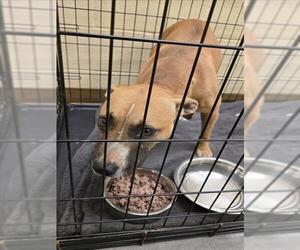 American Pit Bull Terrier-Unknown Mix Dogs for adoption in Texas City, TX, USA