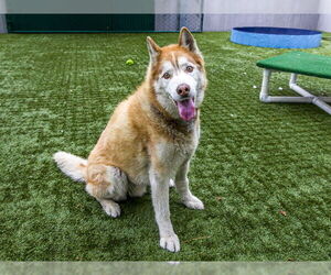 Siberian Husky Dogs for adoption in Pasadena, CA, USA
