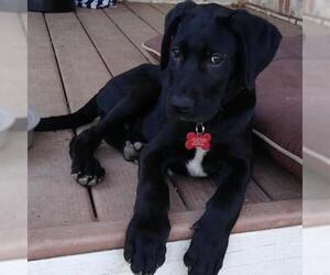 Great Dane Dogs for adoption in Potomac, MD, USA