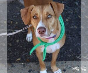 Retriever -Unknown Mix Dogs for adoption in Washington, DC, USA