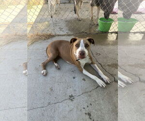 Medium Photo #3 Staffordshire Bull Terrier-Unknown Mix Puppy For Sale in Chico, CA, USA