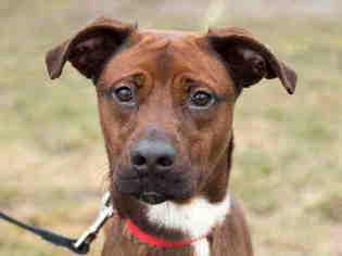 Boxador Dogs for adoption in Maumee, OH, USA