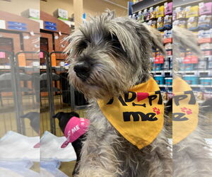 Mutt Dogs for adoption in El Centro, CA, USA