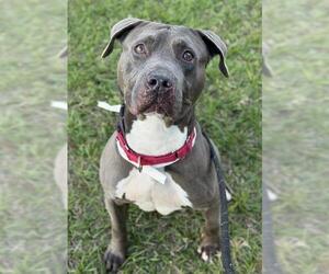 American Staffordshire Terrier Dogs for adoption in Fort Lauderdale, FL, USA