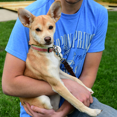 Italian Greyhuahua Dogs for adoption in Huntley, IL, USA