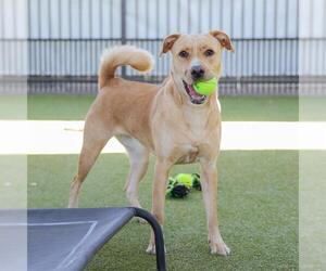 Labrador Retriever-Unknown Mix Dogs for adoption in Waco, TX, USA