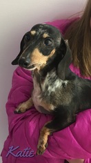 Dachshund Dogs for adoption in Harrisville, WV, USA