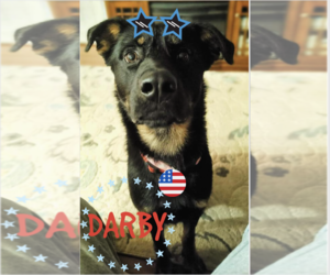 Shepweiller Dogs for adoption in Baltimore, MD, USA