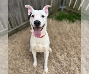 Pointer-Unknown Mix Dogs for adoption in Boston, MA, USA