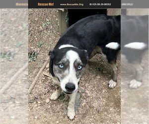 - Mix Dogs for adoption in Benton, PA, USA