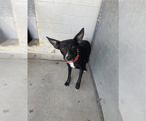 Mutt Dogs for adoption in Stockton, CA, USA