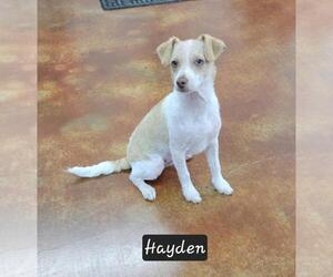 Mutt Dogs for adoption in Granbury, TX, USA