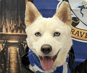 Mutt Dogs for adoption in San Ramon, CA, USA