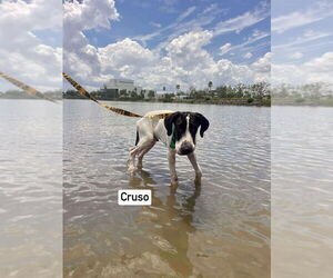 Great Dane Dogs for adoption in Bullard, TX, USA