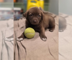 Labrador Retriever-Unknown Mix Dogs for adoption in SHERBURNE, NY, USA