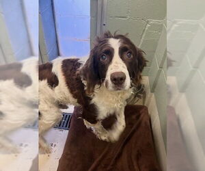 English Springer Spaniel Dogs for adoption in Webster, WI, USA