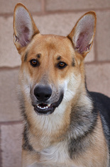 German Shepherd Dog Dogs for adoption in Los Angeles, CA, USA