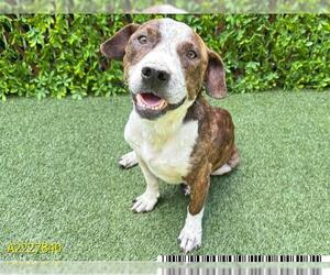 American Pit Bull Terrier Dogs for adoption in West Palm Beach, FL, USA