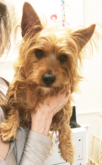 Cairn Terrier Dogs for adoption in Dallas, TX, USA