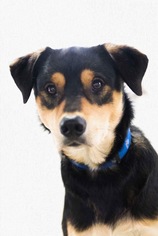 Mutt Dogs for adoption in Piedmont, MO, USA