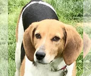 English Foxhound Dogs for adoption in CORNING, NY, USA