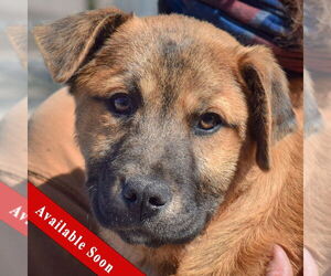 Anatolian Shepherd-Great Pyrenees Mix Dogs for adoption in Huntley, IL, USA