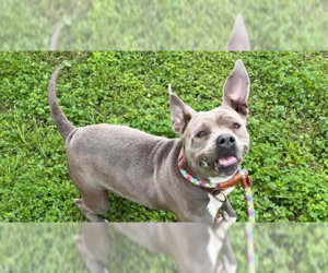 Mutt Dogs for adoption in Abbeville, LA, USA