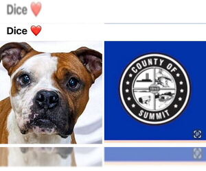 Boxer Dogs for adoption in Akron, OH, USA