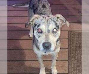 Catahoula Leopard Dog Dogs for adoption in Madisonville, TN, USA