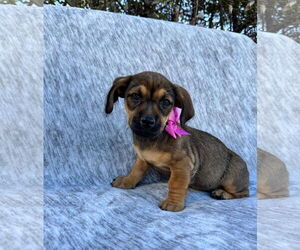 Chiweenie Dogs for adoption in MIDWAY, UT, USA