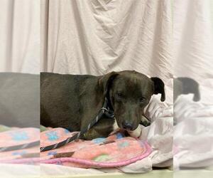 Labrador Retriever-Unknown Mix Dogs for adoption in Modesto, CA, USA