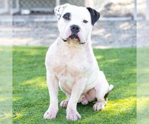 Bulldog-Unknown Mix Dogs for adoption in Camarillo, CA, USA