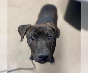 American Pit Bull Terrier Dogs for adoption in Aurora, CO, USA