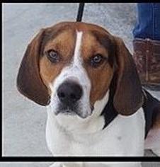 Small English Foxhound-Treeing Walker Coonhound Mix