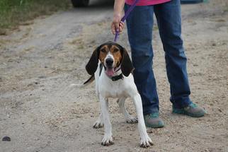 Treeing Walker Coonhound Dogs for adoption in Baraboo, WI, USA