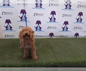 Poodle (Miniature) Dogs for adoption in Orlando, FL, USA