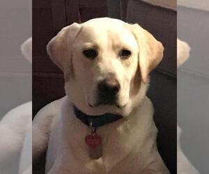 Labrador Retriever Dogs for adoption in Monkton, MD, USA