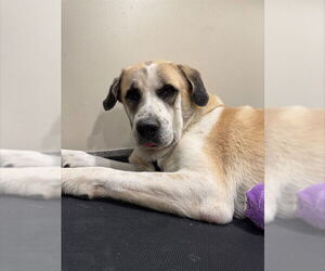 Saint Bernard-Unknown Mix Dogs for adoption in Louisville, KY, USA