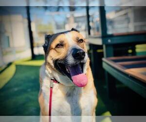 Carolina Dog-Unknown Mix Dogs for adoption in Orlando, FL, USA
