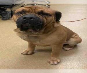 Mastiff Dogs for adoption in Plano, TX, USA