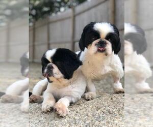 Pekingese Dogs for adoption in Warwick, RI, USA
