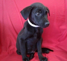 Medium Photo #1 Labrador Retriever-Unknown Mix Puppy For Sale in Maple Grove, MN, USA